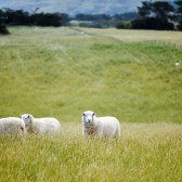 Schapen